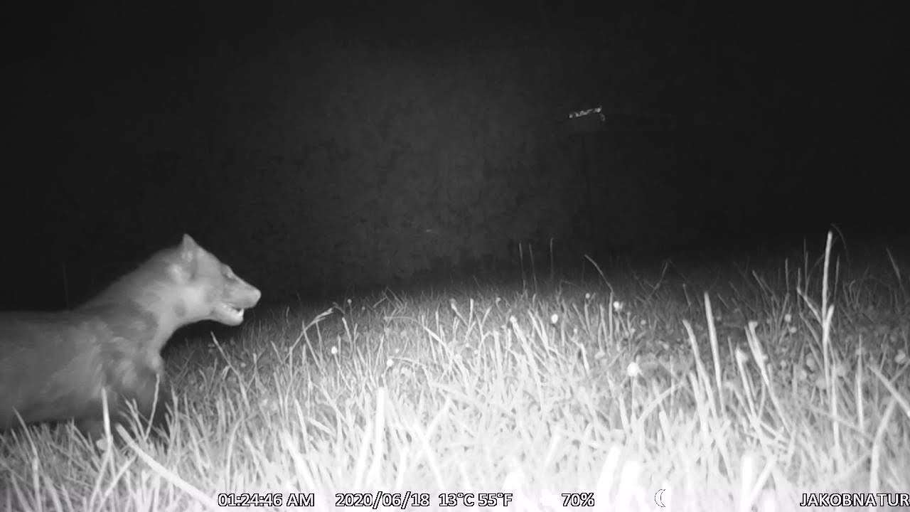 Marder mit Geräusch und Blick ins Gebiss.