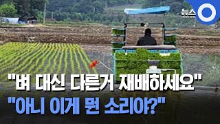 ''벼 대신 다른거 재배하세요''.. 농민들 ''아니 이게 뭔 소리야?'' / OBS 뉴스O