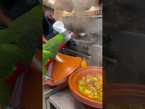 ببغاء الشيف حمق الطباخة كيعاير المساعد الطاجين ناقص الملح ولا باغي تسيفطنا للسبيطار