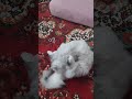 عايزه إيه يابت يالهوي عايزه تتجوز Cat قطط البسينه Catlover Foryou Kitten Viral 