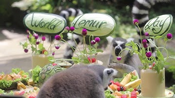 World Lemur Day at Bali Zoo