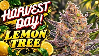 HARVEST DAY LEMON TREE FAST BUDS