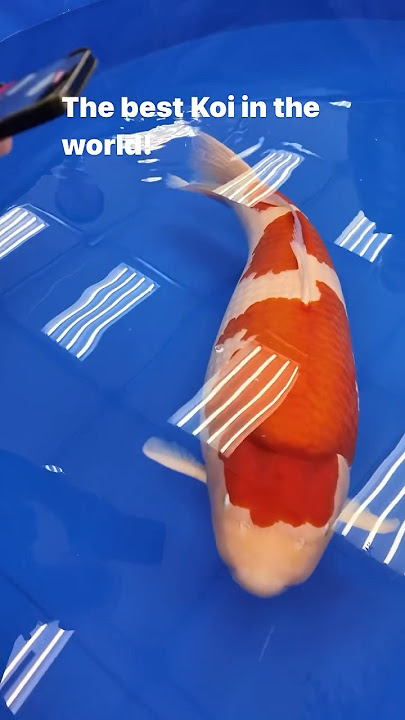 This beautiful Sakai Fish Farm Kohaku has won the 2024 All Japan Koi Show #koi #nishikigoi #japanese