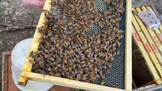 Inspection #2 of a first year package bee install