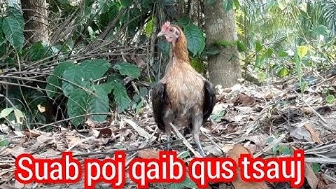 tiếng gà mái rừng kêu cục tác gọi trống, suab poj qaib seev tsauj zoo tiag2 li