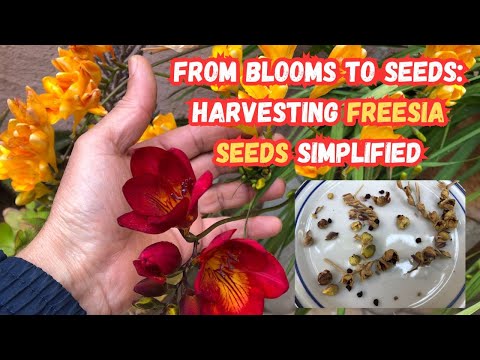 From Blooms to Seeds: Harvesting Freesia Seeds Simplified 🌸#freesia #flowers #gardeningtips #garden