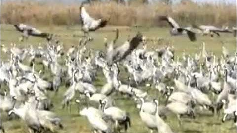 ما شــــاء الله صوت روعة وديع اليمني. سورة الجمعة