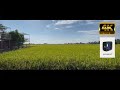 Sekinchan Paddy Field | iphone 12 pro max moment anamorphic video test