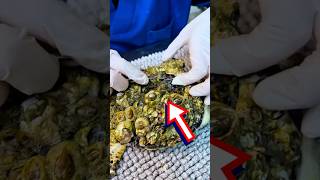 BARNACLES REMOVAL on TURTLES #shorts