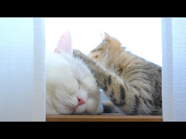 寝ている先輩猫の頭を足蹴にする後輩猫！