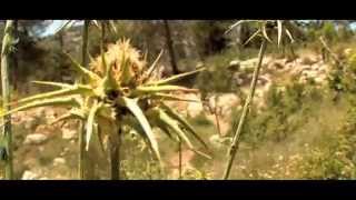 ליגת ספרינט אול מאונטיין 2012  - #2 IMBA אינדורו