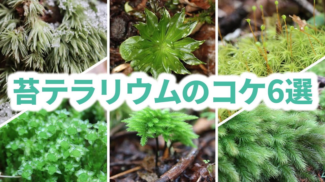苔テラリウムに適したコケ6選 - YouTube