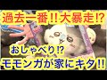 Chiikawa The Talkative Flying Squirrel Was The Most Unruly Ever Chiikawa The Talkative Flying Squirrel Was The Most Unruly Ever