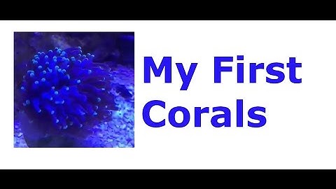 Coralife BioCube 29 Build - Part 3: My First Corals