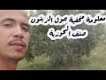 معلومات حول الزيتون صنف الحوزية المغربية لا تغرسها لوحدها