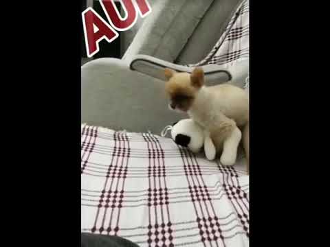 ملعون ابوك يا فقر حاوجني للاندال ضحك بس