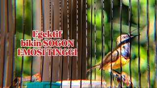 Efektif bikin SOGON cepat emosi tinggi, SOGON gacor manggil lawan sekali pancing SOGON gacor