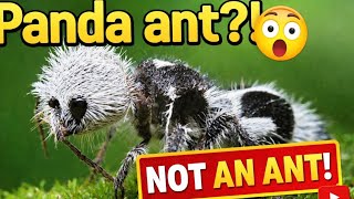 Panda Ant Uniqe Fact