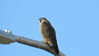11/24/19 Juv Anatum Peregrine Falcon on 199 Pl S Kent Wa 7530-127 11/24/19 Juv Anatum Peregrine Falcon on 199 Pl S Kent Wa 7530-127