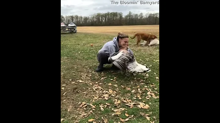 Adorable Turkey Loves Giving Out Hugs || ViralHog