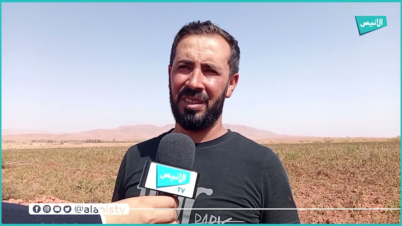 النعامة: مستثمرة الإخوة كفتونة تنجح في الإنتاج الوفير لمادة البطاطا بسيدي معمر