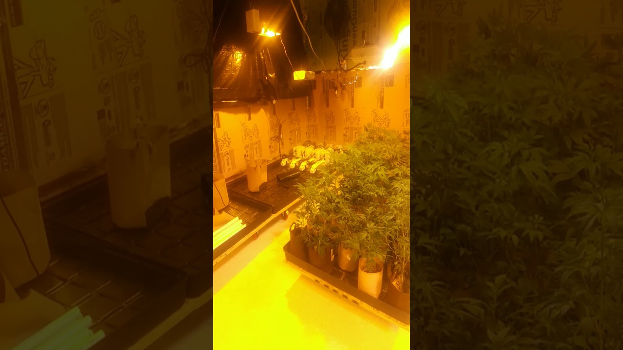 Alien fire master kush og