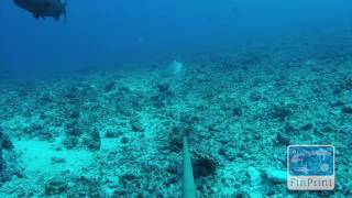 Whitetip Reef Shark Sneezing
