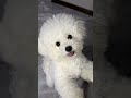 Cute Bichon Barking Cute Puppy Cutespets Cuteanimal Dog Pets Cutedog 
