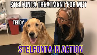 Cancer Treatment Stelfonta in Action for Mast Cell Tumors in Dogs  VLOG 132