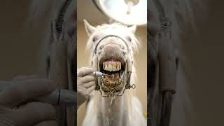 🐴 Beautiful White Horse Teeth Cleaning — Most Satisfying Equine Dental Transformation ✨