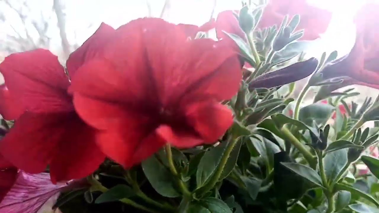 Red petunias