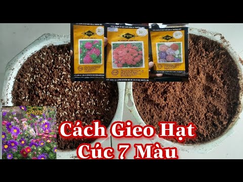 Video Hướng Dẫn Gieo Hạt Cúc 7 Màu Tỉ Lệ Nảy Mầm Cao | Hoa... - youtube