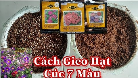 Hướng Dẫn Gieo Hạt Cúc 7 Màu Tỉ Lệ Nảy Mầm Cao | Hoa Tết 2023 | Hoàng Yên