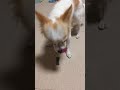 グリニーズ超小型犬用とスカイ君