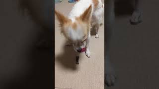 グリニーズ超小型犬用とスカイ君