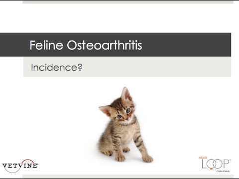 osteoarthritis-and-degenerative-joint-disease-in-cats