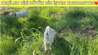 Keçi̇leri̇m Prens Ve Prenses Bahçede Full Ti̇me Çalişiyor