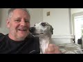 Living with a Whippet の動画、YouTube動画。