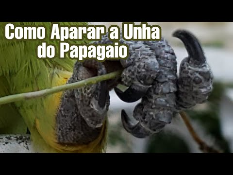 Vídeo: Como Aparar As Garras De Um Papagaio