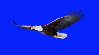Eagle Blue Screen Flying Video | Animal Green Screen | Free Use (2021)