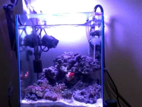 小型水槽 海水魚 30cm水槽 Mini Marine Aquarium Tank Youtube