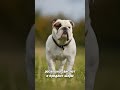 Как убрать брыли? #shorts