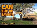 Digger Project Begins and New Life on the Farm - Life in PT