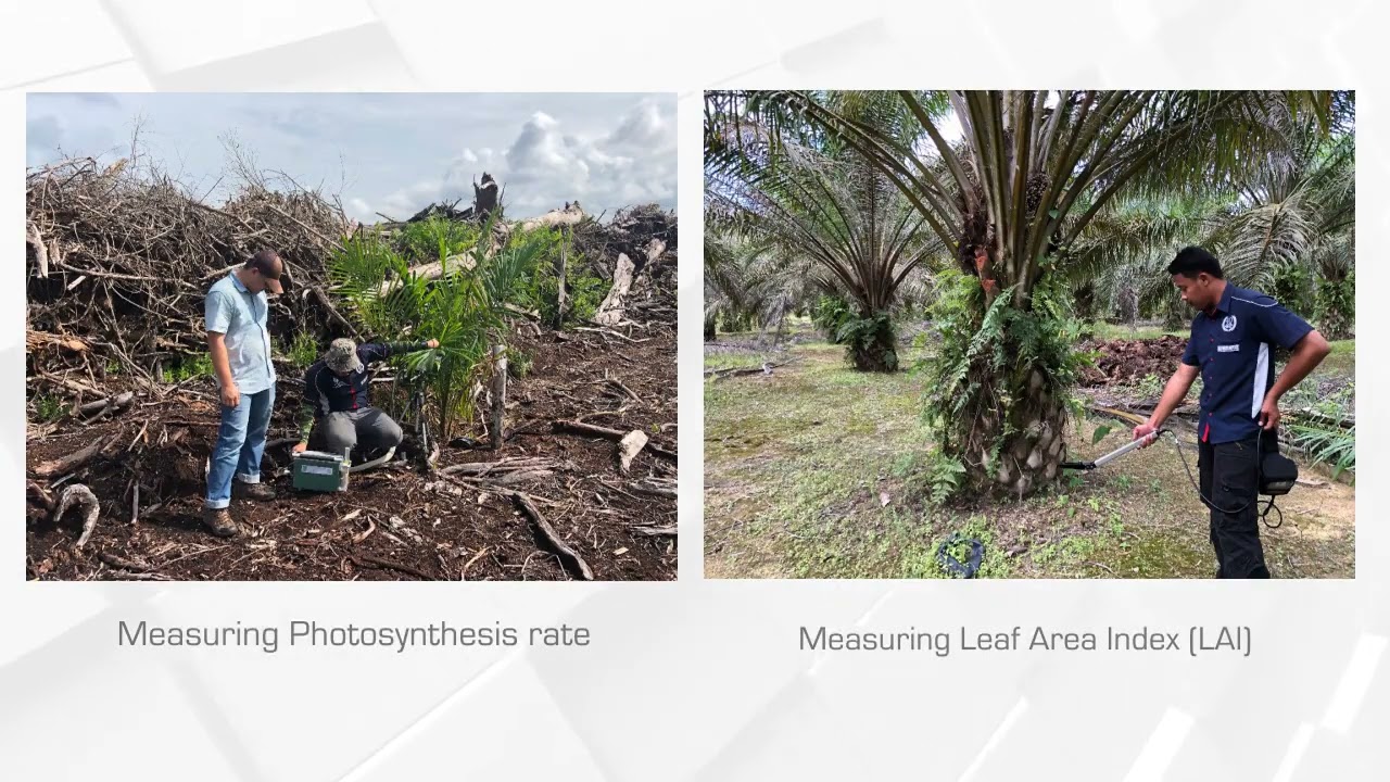 How efficient apply for Oil Palm