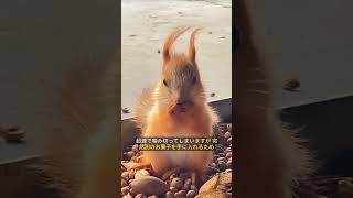 You Won’t Believe What’s Hiding in This Squirrel’s Tufted Ears!