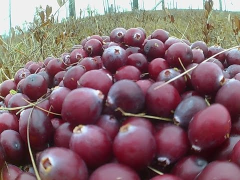 Клюква. Болото. Обзор поездки за клюквой.