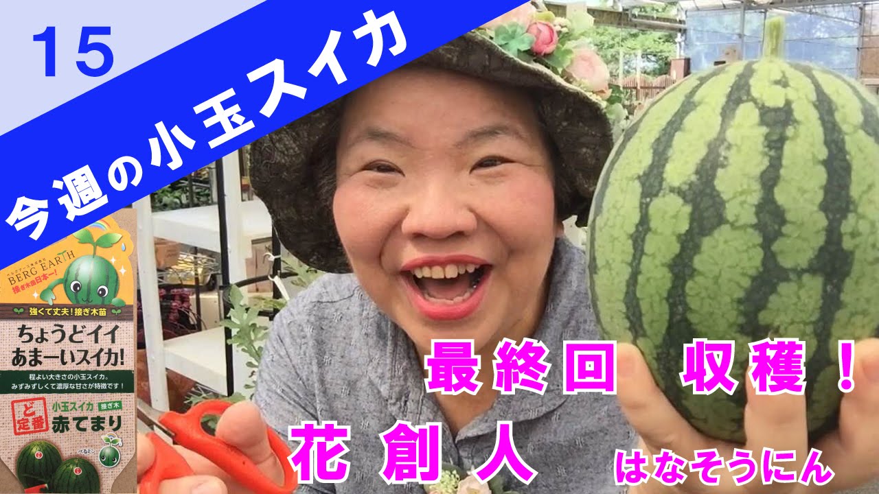 プランターで作る小玉スイカ空中栽培15ベランダでも簡単あんどん仕立て 最終回 収穫 Youtube プランターで作る小玉スイカ空中栽培15ベランダでも簡単あんどん仕立て 最終回 収穫 Youtube