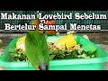 Makanan Burung Lovebird Yg Baru Menetas