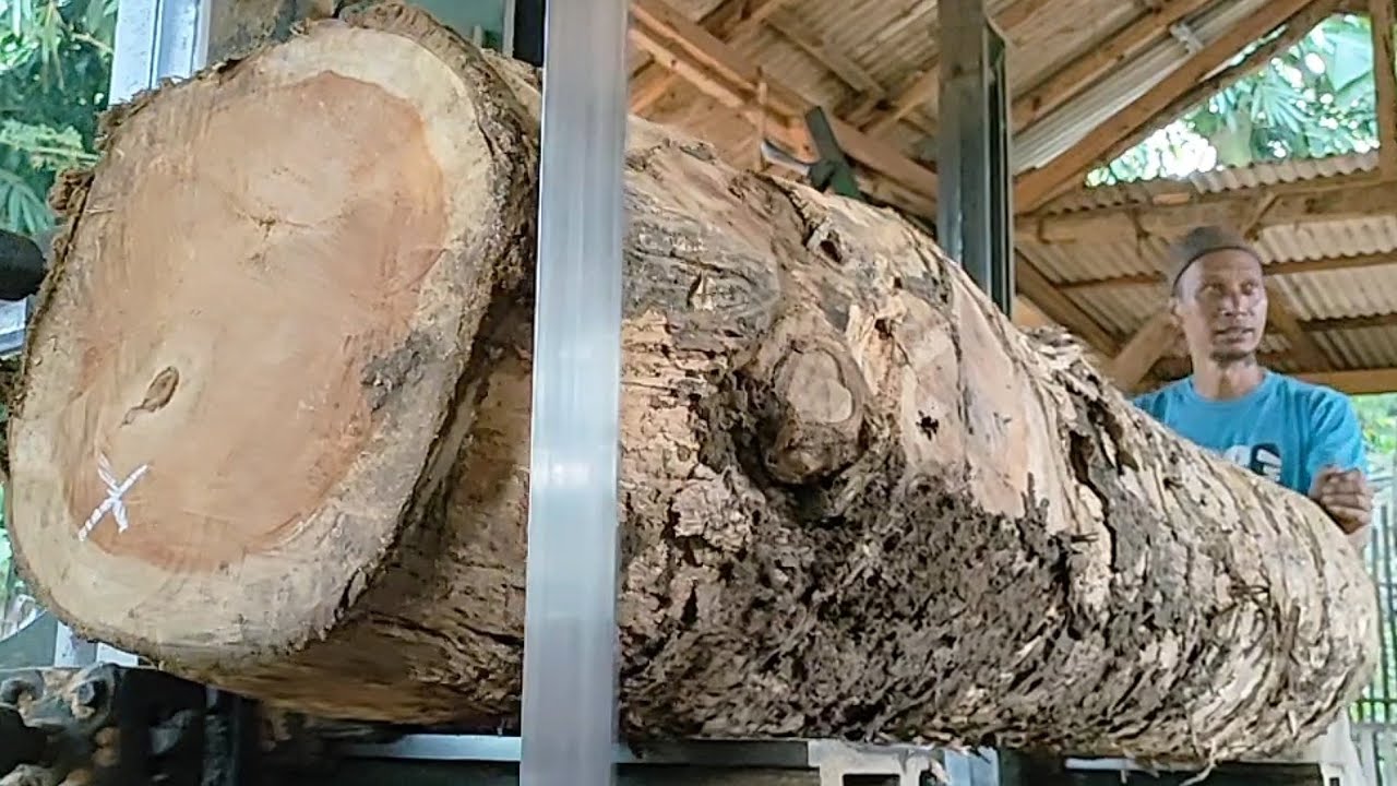 sawing teak wood trunks full of beautiful grain into smooth and ...