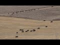 Çölde av / hunting in the desert